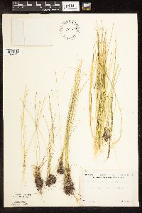 Trichophorum alpinum image