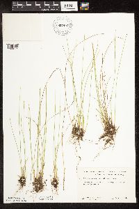 Trichophorum alpinum image