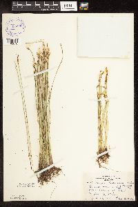 Trichophorum alpinum image