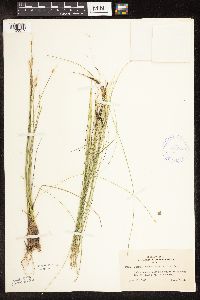 Trichophorum alpinum image