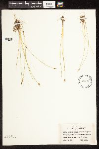 Trichophorum alpinum image