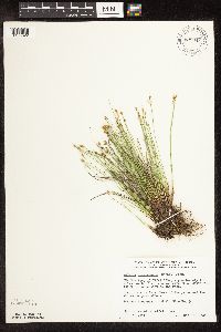 Trichophorum alpinum image