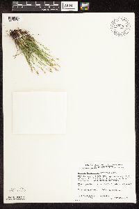 Trichophorum alpinum image
