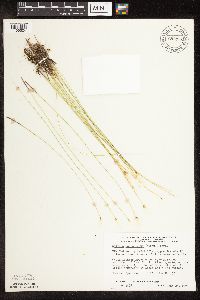 Trichophorum alpinum image