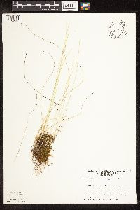 Trichophorum alpinum image