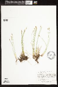 Trichophorum alpinum image