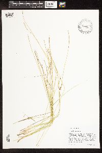 Trichophorum alpinum image