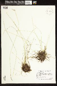 Trichophorum alpinum image