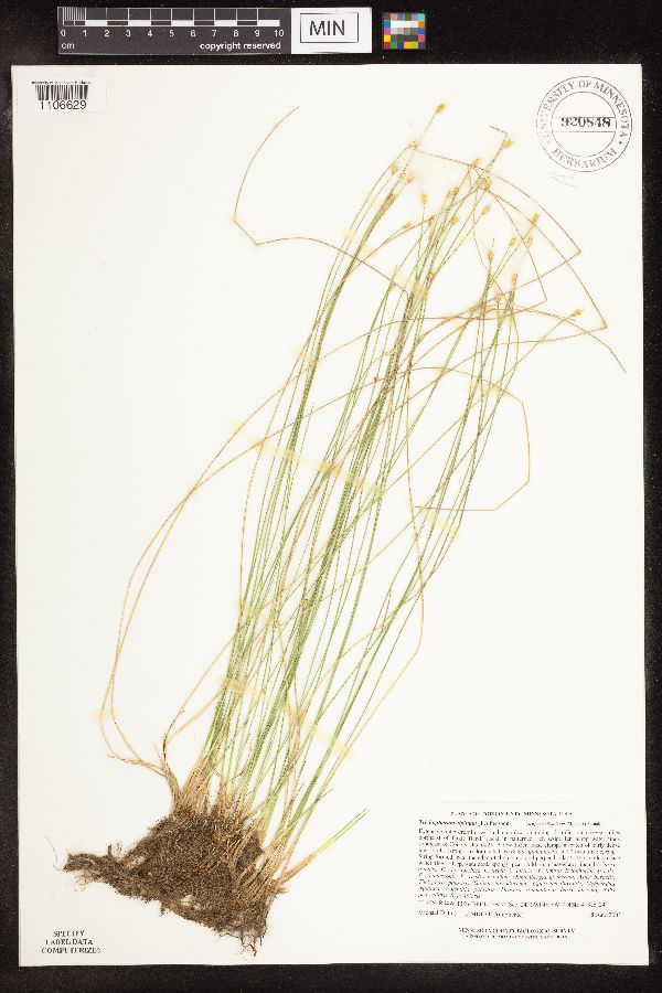 Trichophorum image