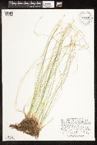 Trichophorum alpinum image