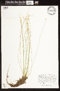Trichophorum alpinum image