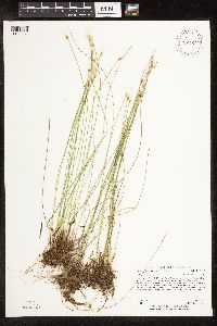 Trichophorum alpinum image