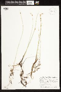 Trichophorum alpinum image