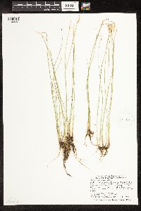 Trichophorum alpinum image