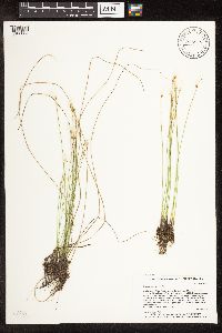 Trichophorum alpinum image