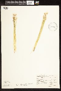 Trichophorum alpinum image
