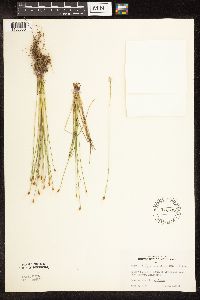 Trichophorum alpinum image