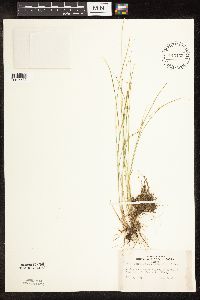 Trichophorum alpinum image