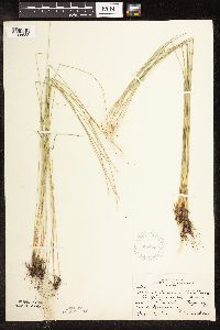 Trichophorum alpinum image