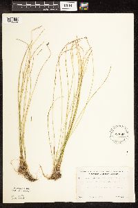 Trichophorum alpinum image