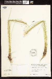 Trichophorum alpinum image