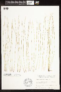 Trichophorum alpinum image