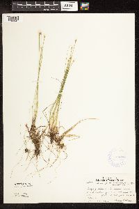 Trichophorum alpinum image