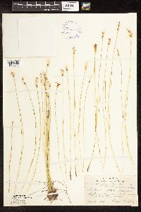 Trichophorum alpinum image