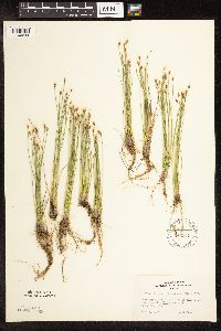 Trichophorum alpinum image