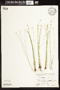 Trichophorum alpinum image