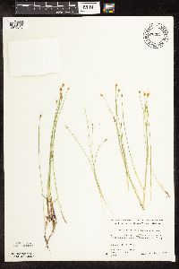 Trichophorum alpinum image
