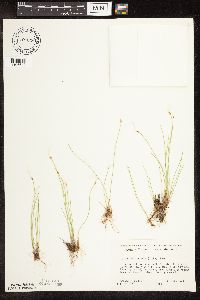 Trichophorum alpinum image