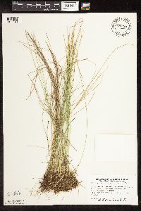 Trichophorum alpinum image