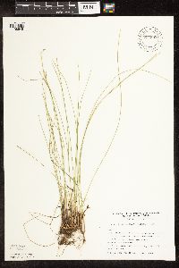 Trichophorum alpinum image