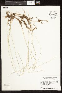 Trichophorum alpinum image