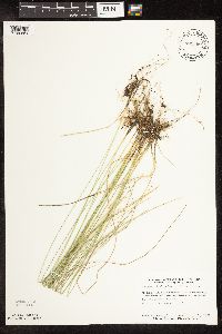 Trichophorum alpinum image