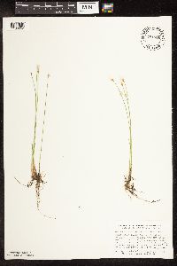 Trichophorum alpinum image