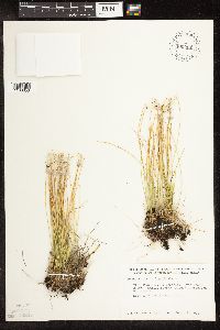Trichophorum alpinum image