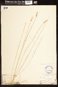 Trichophorum alpinum image