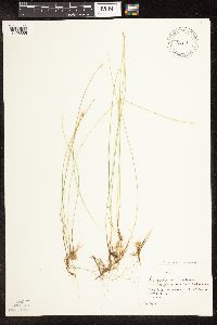 Trichophorum alpinum image