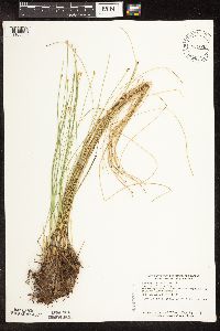 Image of Trichophorum cespitosum