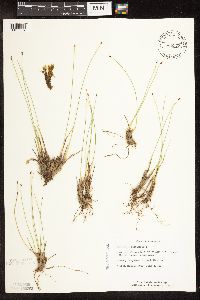 Trichophorum cespitosum image