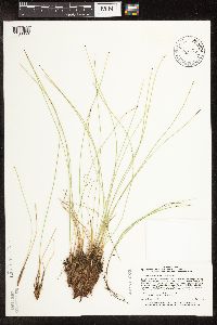 Trichophorum cespitosum image