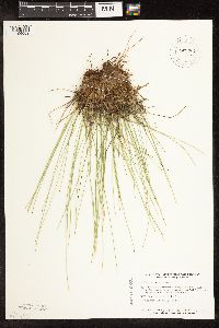 Trichophorum cespitosum image