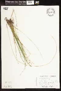 Trichophorum cespitosum image