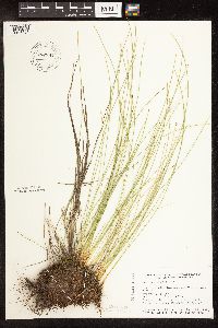 Trichophorum cespitosum image