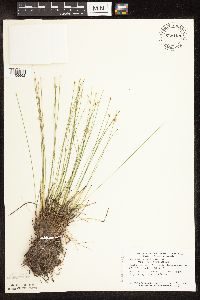 Trichophorum cespitosum image