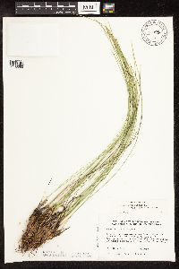 Trichophorum cespitosum image