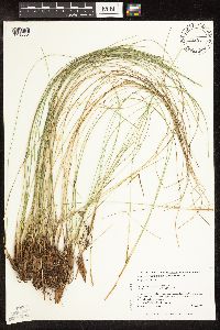 Trichophorum cespitosum image