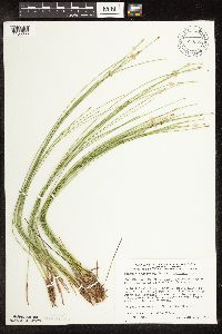 Trichophorum cespitosum image